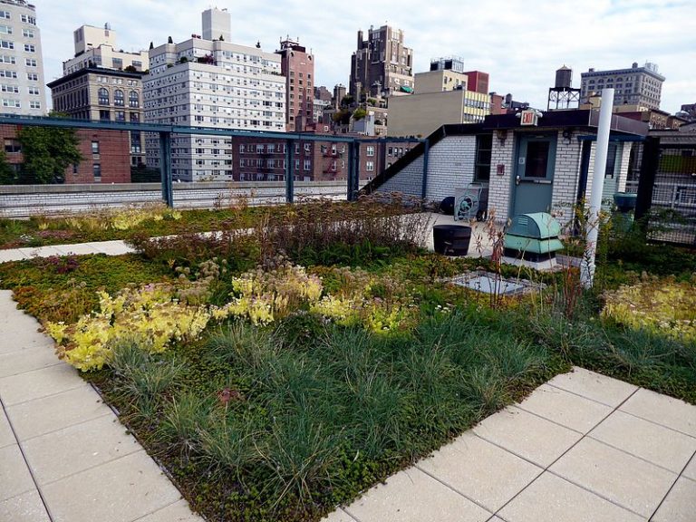 PS 41 green roof. Credit: Aloha Jon.