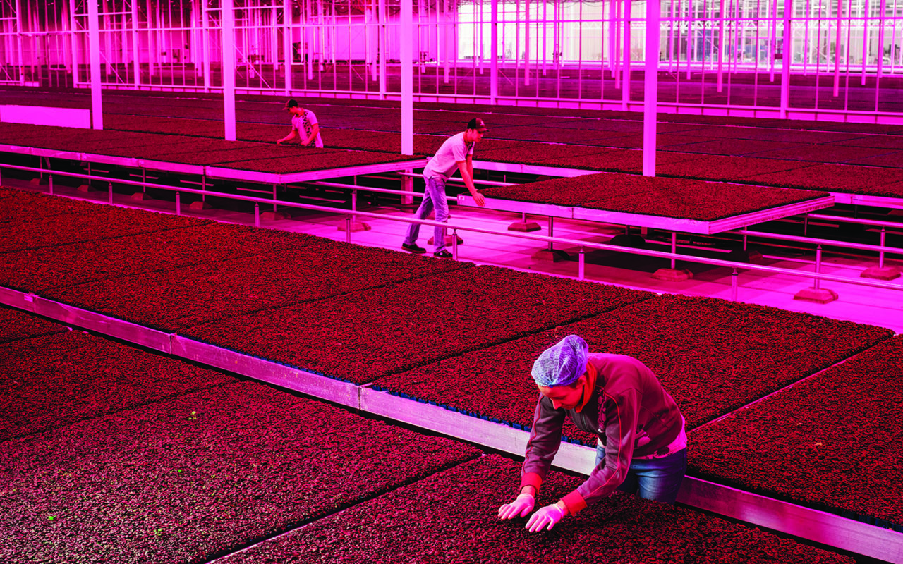Workers at Koppert Cress check movable growing tables filled with leafy “Shiso Purple” cress, an edible seedling with a flavor similar to cumin. On view as part of Countryside, The Future. Photo: Pieternel van Veden.