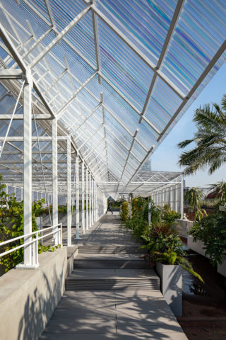 Rooftop PRIM. Architect: PRODUCTORA. Landscape Architect: PLANTA. Location: Mexico City, Mexico. Photo: Onnis Luque.