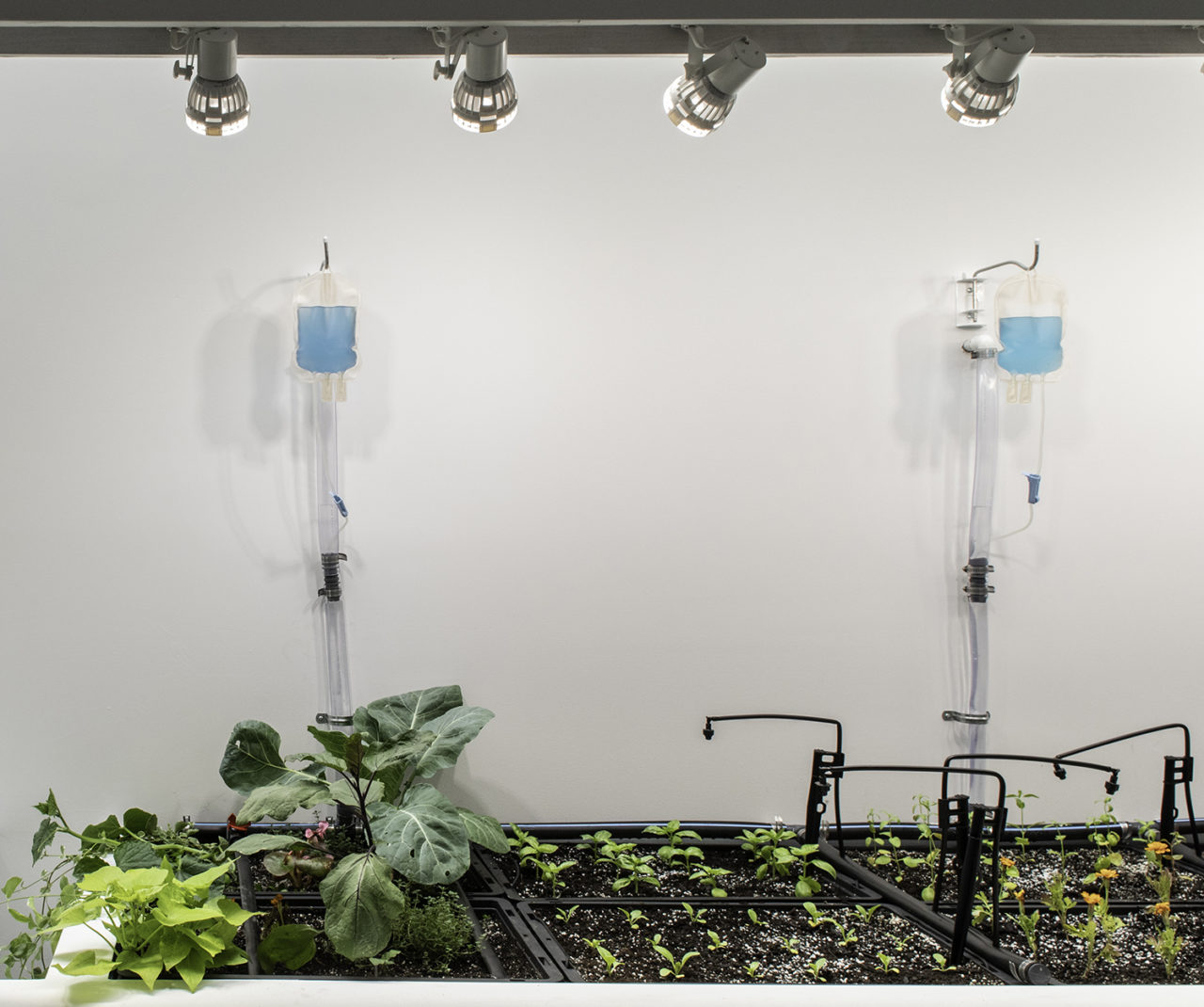 Are we really that different? by Diller Scofidio + Renfro and Linda Goode Bryant. Image: Brett Beyer.
