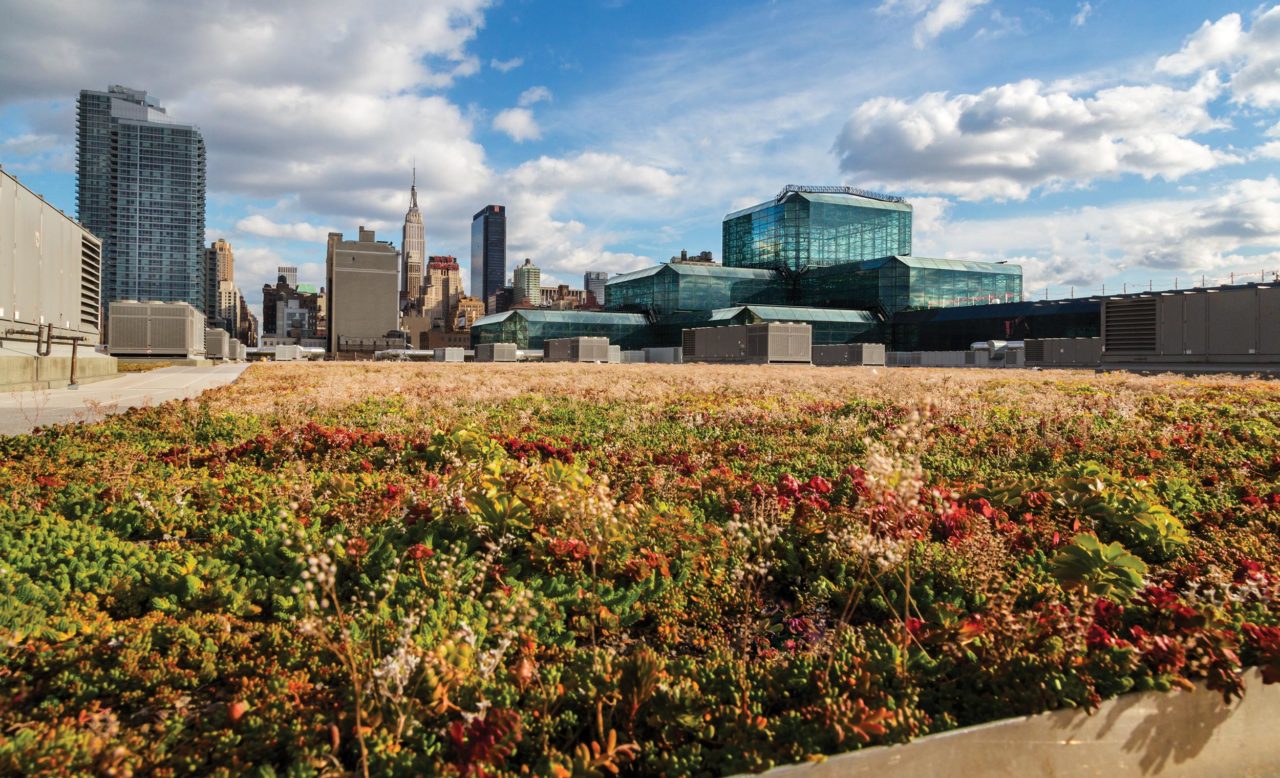 Fall foliage on the green roof of the Javits Center