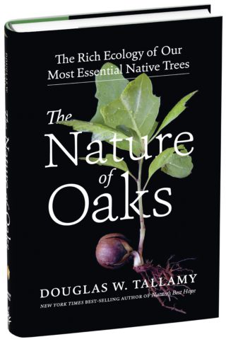 book cover for Nature of Oaks