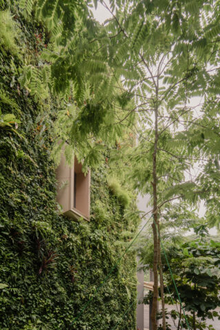Plants covering a wall.
