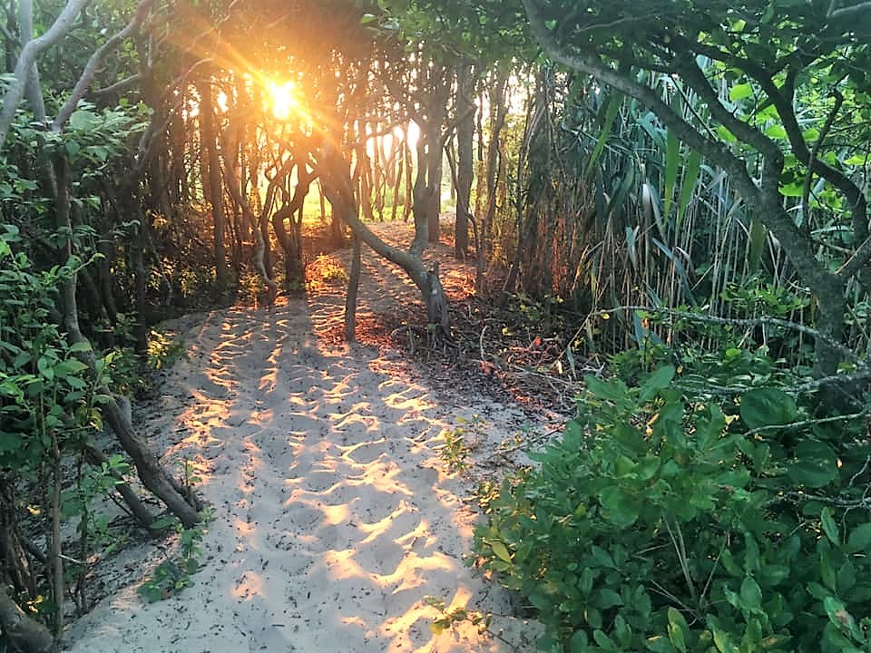 Image of the sun beaming through trees on a sandy pathway
